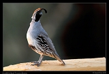  Gambel's Quail � Janet Zinn