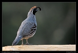  Gambel's Quail � Janet Zinn
