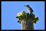  Gila Woodpecker on Saguaro � Janet Zinn