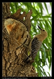  Gila Woodpecker � Janet Zinn