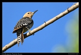  Gila Woodpecker � Janet Zinn