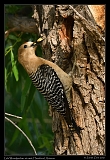  Gila Woodpecker at nest � Janet Zinn