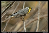  Grace's Warbler � Janet Zinn
