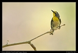  Grace's Warbler � Janet Zinn