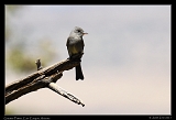  Greater Pewee � Janet Zinn