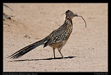  Greater Roadrunner � Janet Zinn