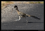  Greater Roadrunner � Janet Zinn