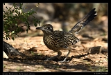  Greater Roadrunner � Janet Zinn