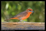  Hepatic Tanager � Janet Zinn