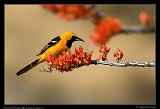 hooded_oriole_JZ8_2383a