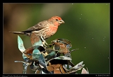  House Finch  � Janet Zinn
