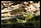  Lark Sparrow  � Janet Zinn