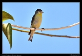  Lesser Goldfinch � Janet Zinn