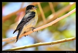  Lesser Goldfinch � Janet Zinn