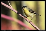  Lesser Goldfinch � Janet Zinn
