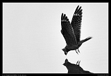  Lesser Nighthawk � Janet Zinn