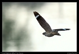 Lesser Nighthawk � Janet Zinn