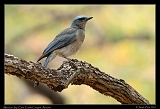  Mexican Jay � Janet Zinn