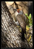  Northern Flicker (red-shafted form) � Janet Zinn