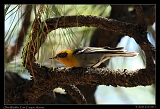  Olive Warbler � Janet Zinn