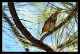  Olive Warbler � Janet Zinn