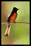  Painted Redstart � Janet Zinn