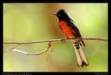  Painted Redstart � Janet Zinn