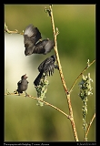  Phainopeplas with fledgling � Janet Zinn