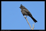  Phainopepla � Janet Zinn