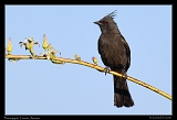  Phainopepla � Janet Zinn