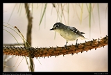  Plumbeous Vireo � Janet Zinn