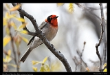  Red-faced Warbler � Janet Zinn