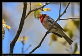  Red-faced Warbler � Janet Zinn