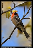  Red-faced Warbler � Janet Zinn