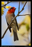  Red-faced Warbler � Janet Zinn