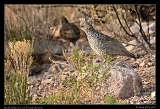  Scaled Quail � Janet Zinn
