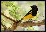  Scott's Oriole � Janet Zinn