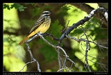  Sulfur-bellied Flycatcher � Janet Zinn