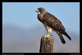  Swainson's Hawk � Janet Zinn