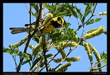 Townsend's Warbler � Janet Zinn