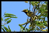  Townsend's Warbler � Janet Zinn