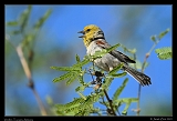  Verdin � Janet Zinn