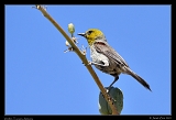  Verdin � Janet Zinn