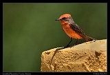  Vermillion Flycatcher � Janet Zinn