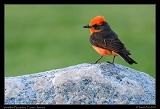  Vermillion Flycatcher � Janet Zinn