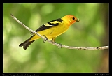  Western Tanager � Janet Zinn