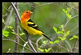  Western Tanager � Janet Zinn