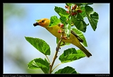  Western Tanager � Janet Zinn