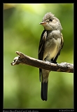  Western Wood Pewee � Janet Zinn