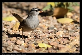  White-crowned Sparrow � Janet Zinn